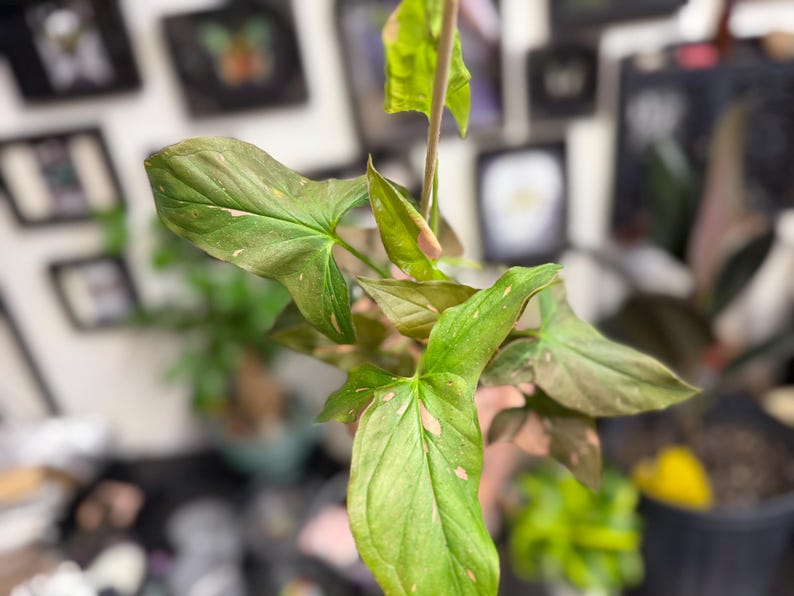 May include: A Syngonium plant featuring arrow-shaped leaves with a variegated pattern of light green, dark green, and soft pink splashes. The foliage is arranged on slender stems, displaying a mix of mature and developing leaves with pointed tips.