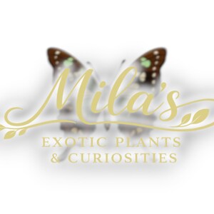 May include: Logo for "Mila's Exotic Plants & Curiosities" in gold script with a butterfly design. The text is centered, with the butterfly wings forming a backdrop. The logo has a clean, elegant design.
