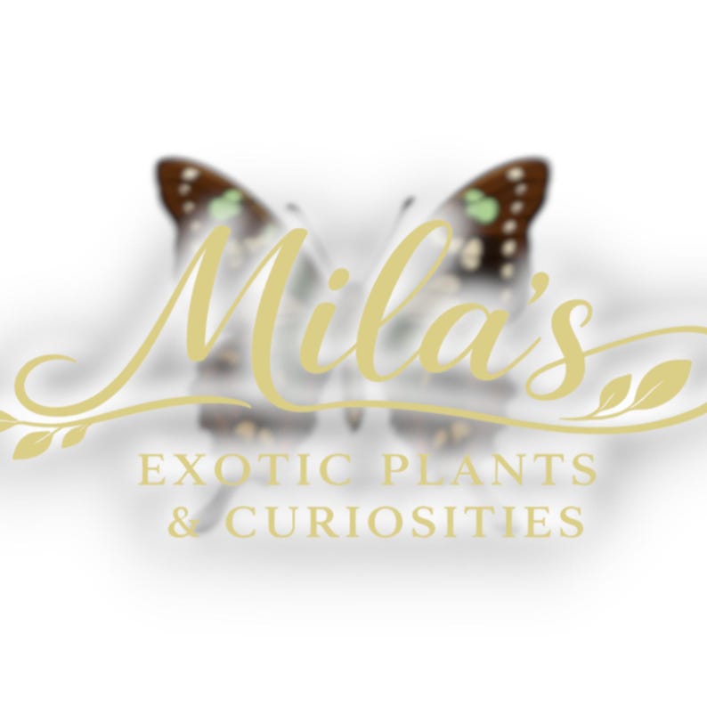May include: Logo for "Mila's Exotic Plants & Curiosities" in gold script with a butterfly design. The text is centered, with the butterfly wings forming a backdrop. The logo has a clean, elegant design.