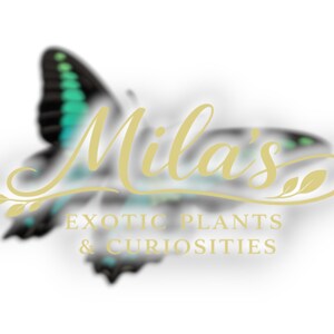 Pode incluir: Um logotipo com o nome "Mila's" em letras douradas, com um design de borboleta no fundo. O texto "EXOTIC PLANTS & CURIOSITIES" &eacute; exibido abaixo do nome em ouro.