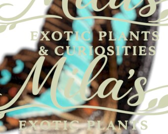 Pode incluir: A imagem apresenta o texto "Mila's" em uma escrita estilizada, sobreposto a um design de asa de borboleta com tons marrons, turquesa e laranja. Abaixo, lê-se "EXOTIC PLANTS & CURIOSITIES".