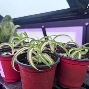May include: Several small spider plants in red plastic pots. The plants have long, green and white striped leaves. The pots are arranged on a black shelf, with a greenhouse structure in the background.