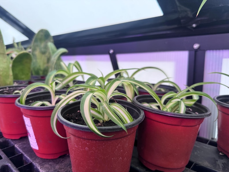 May include: Several small spider plants in red plastic pots. The plants have long, green and white striped leaves. The pots are arranged on a black shelf, with a greenhouse structure in the background.