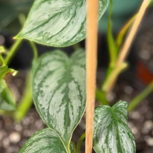 May include: A Philodendron brandtianum plant featuring heart-shaped leaves with a distinct silvery-green variegation and dark green margins. The foliage is supported by a thin, vertical wooden stake, with the plant potted in dark soil.