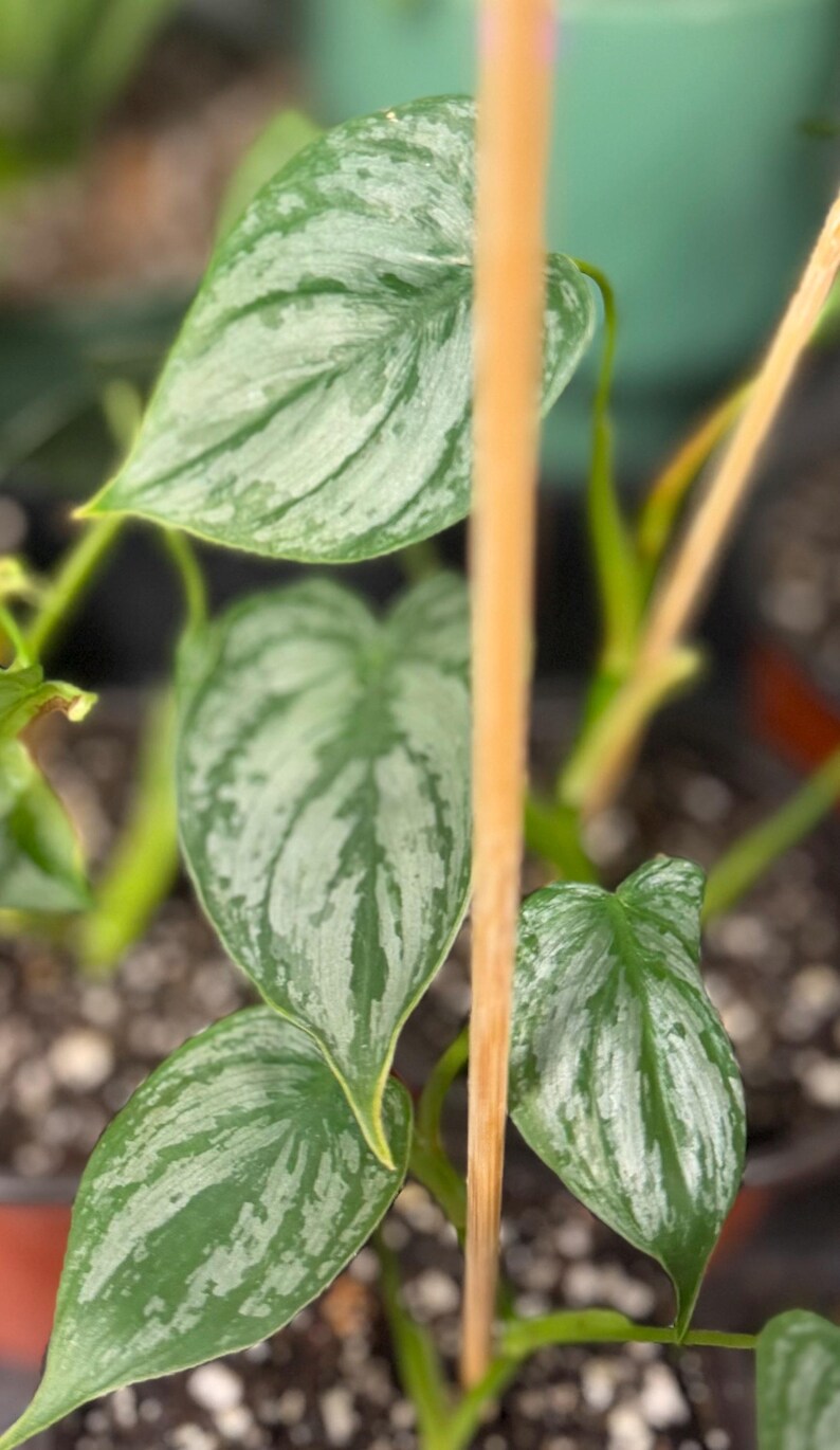 May include: A Philodendron brandtianum plant featuring heart-shaped leaves with a distinct silvery-green variegation and dark green margins. The foliage is supported by a thin, vertical wooden stake, with the plant potted in dark soil.