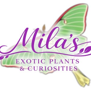 May include: A logo for "Mila's Exotic Plants & Curiosities" features a purple script font over a green and red butterfly illustration. The text is accompanied by decorative floral elements.