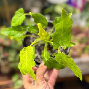 May include: A potted Philodendron plant featuring vibrant, lime-green, lobed leaves with visible water droplets on the surface. The plant is housed in a dark container filled with dark potting soil, showcasing a bright, fresh, and healthy appearance.