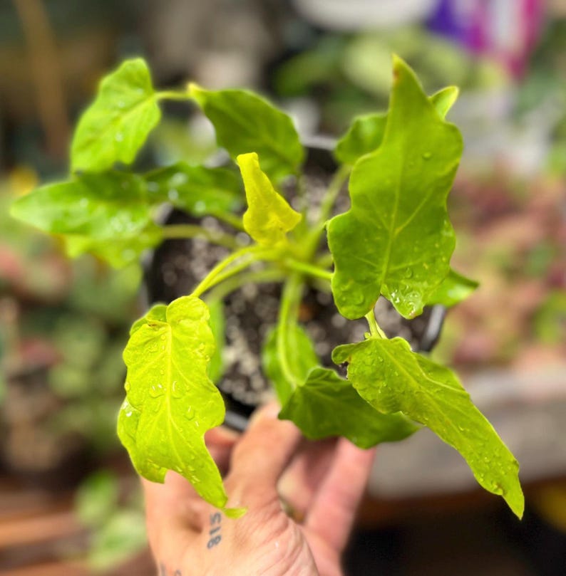 May include: A potted Philodendron plant featuring vibrant, lime-green, lobed leaves with visible water droplets on the surface. The plant is housed in a dark container filled with dark potting soil, showcasing a bright, fresh, and healthy appearance.