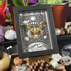 May include: A framed butterfly specimen with a black frame, displayed on a wooden stand. The artwork behind the butterfly features a black and white celestial design with the text "The Universe". The butterfly has brown and green markings.