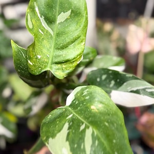 May include: A Philodendron plant featuring elongated, pointed leaves with variegated patterns of deep green, light green, and creamy white. The foliage displays a mix of solid green sections and speckled white patches across the surface of each leaf.
