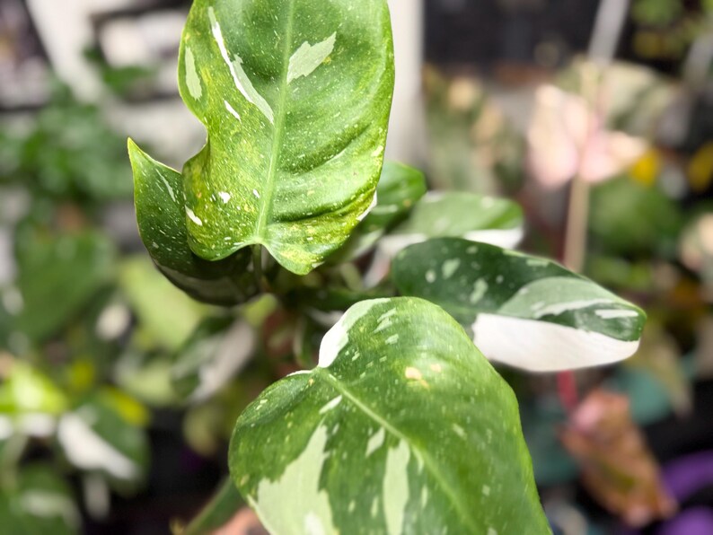 May include: A Philodendron plant featuring elongated, pointed leaves with variegated patterns of deep green, light green, and creamy white. The foliage displays a mix of solid green sections and speckled white patches across the surface of each leaf.