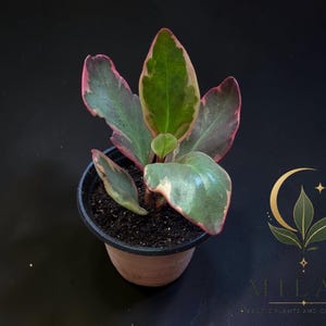 Op de afbeelding: Een kleine potplant met bonte bladeren in tinten groen, cr&egrave;me en roze randen. De plant staat in een eenvoudige zwarte plastic kweekpot gevuld met donkere aarde. Een goudkleurig logo met een halve maan en bladeren is zichtbaar.
