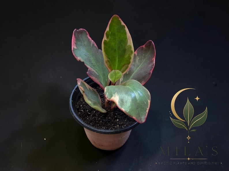 Op de afbeelding: Een kleine potplant met bonte bladeren in tinten groen, cr&egrave;me en roze randen. De plant staat in een eenvoudige zwarte plastic kweekpot gevuld met donkere aarde. Een goudkleurig logo met een halve maan en bladeren is zichtbaar.