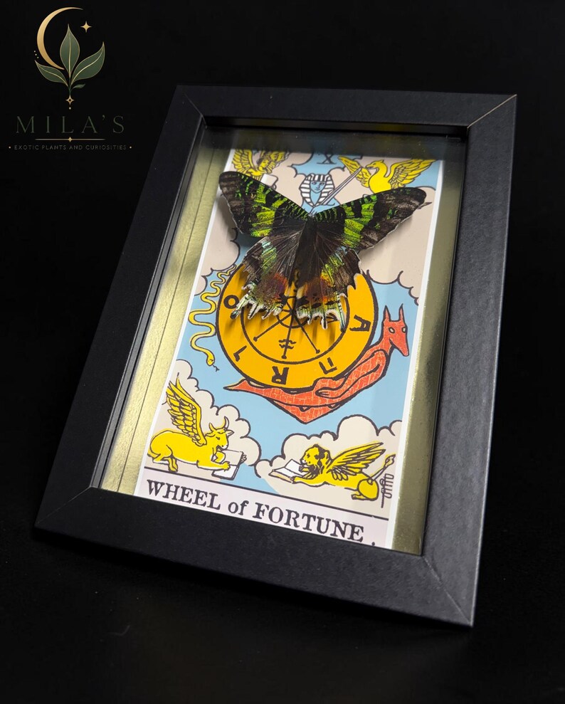 May include: A black rectangular frame containing a Wheel of Fortune tarot card with a green and black butterfly mounted on top. The card features yellow winged figures, a central wheel, and the text WHEEL of FORTUNE at the bottom.