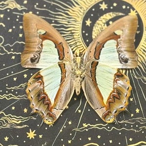 May include: A butterfly with intricate wing patterns in shades of brown, cream, and pale green. The butterfly is centered on a black background with a celestial design featuring a sun, moon, and stars.