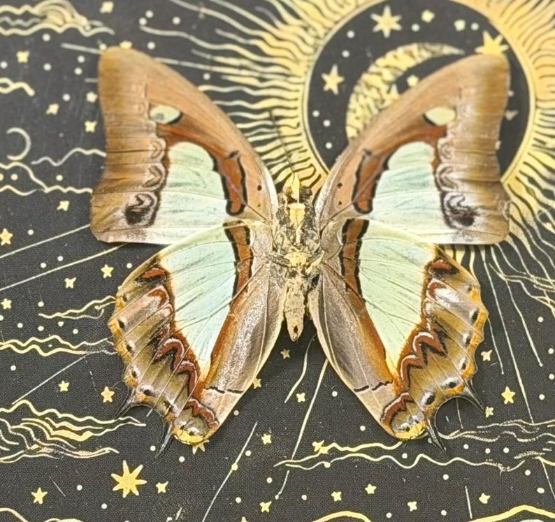 May include: A butterfly with intricate wing patterns in shades of brown, cream, and pale green. The butterfly is centered on a black background with a celestial design featuring a sun, moon, and stars.