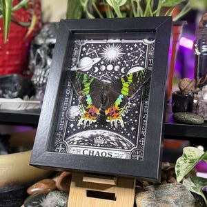 Madagascan Sunset Moth “Chaos” Dorsal Framed Specimen Art | Chrysiridia rhipheus Gothic Rainbow Decor image 4