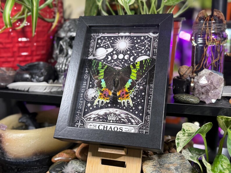 Madagascan Sunset Moth “Chaos” Dorsal Framed Specimen Art | Chrysiridia rhipheus Gothic Rainbow Decor image 4