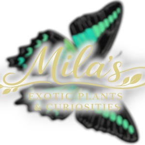 Pode incluir: Um logotipo com uma borboleta com asas pretas e verde-azulado, e o texto "Mila's" em dourado. Abaixo do nome, o texto diz "EXOTIC PLANTS & CURIOSITIES" em dourado. O fundo &eacute; branco.