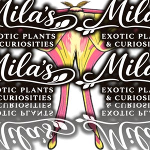 May include: The image displays the "Mila's Exotic Plants & Curiosities" logo, with a cursive font and a decorative moth illustration. The moth's wings are a mix of pink, yellow, and white. The text is in a cursive font.