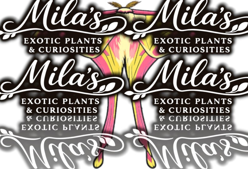 May include: The image displays the "Mila's Exotic Plants & Curiosities" logo, with a cursive font and a decorative moth illustration. The moth's wings are a mix of pink, yellow, and white. The text is in a cursive font.