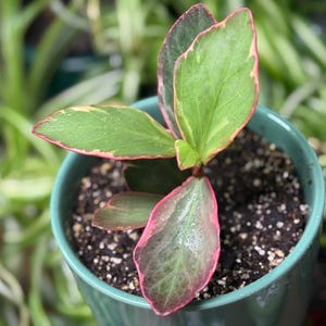 Op de afbeelding: Een kleine kamerplant in een pot met bonte bladeren in tinten groen en roze randen. De plant staat in een effen blauwgroene keramische pot gevuld met donkere potgrond. De bladeren zijn ovaal van vorm met zichtbare nerven en een gladde textuur.