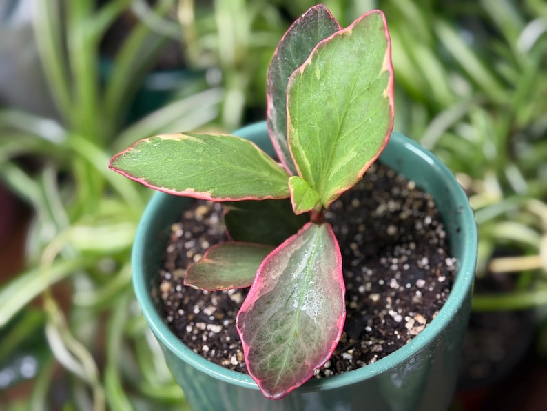 Op de afbeelding: Een kleine kamerplant in een pot met bonte bladeren in tinten groen en roze randen. De plant staat in een effen blauwgroene keramische pot gevuld met donkere potgrond. De bladeren zijn ovaal van vorm met zichtbare nerven en een gladde textuur.