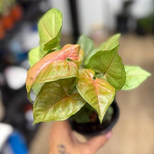 May include: A Syngonium plant in a small black plastic pot featuring arrow-shaped leaves with a gradient of colors ranging from light green to soft pink and salmon tones. The foliage has a smooth texture with visible veins and pointed tips.