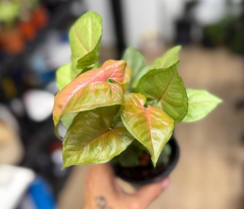 May include: A Syngonium plant in a small black plastic pot featuring arrow-shaped leaves with a gradient of colors ranging from light green to soft pink and salmon tones. The foliage has a smooth texture with visible veins and pointed tips.
