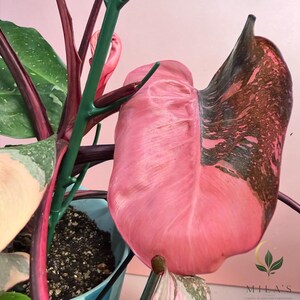 May include: A Philodendron Pink Princess plant featuring large, heart-shaped leaves with variegated patterns of solid bubblegum pink and deep dark green. The plant has dark reddish-purple stems and is potted in a light blue container.