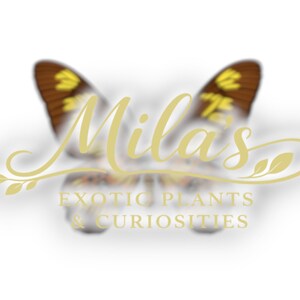 Pode incluir: O logotipo de "Mila's Exotic Plants & Curiosities" apresenta uma borboleta com asas castanhas e amarelas. O texto, em uma fonte dourada, &eacute; acompanhado por um elemento floral decorativo.