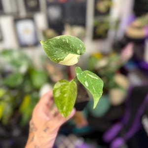 May include: A small potted plant featuring three heart-shaped leaves with variegated patterns of dark green, light green, and creamy white. The plant is held in a black plastic nursery pot, showcasing distinct color splashes on each foliage surface.