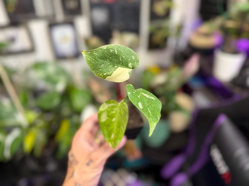 May include: A small potted plant featuring three heart-shaped leaves with variegated patterns of dark green, light green, and creamy white. The plant is held in a black plastic nursery pot, showcasing distinct color splashes on each foliage surface.