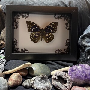 May include: A framed butterfly specimen with a black frame and decorative corner accents. The butterfly has brown and white patterned wings. The image is surrounded by various stones, feathers, and a skull, creating a gothic or naturalistic theme.