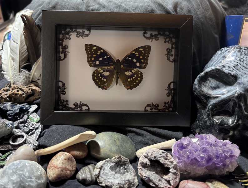 May include: A framed butterfly specimen with a black frame and decorative corner accents. The butterfly has brown and white patterned wings. The image is surrounded by various stones, feathers, and a skull, creating a gothic or naturalistic theme.