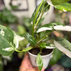 May include: A Philodendron White Wizard plant in a white plastic pot. The plant features elongated, pointed leaves with a variegated pattern of deep green and creamy white splashes. The stems are green with white streaks, supporting the foliage.