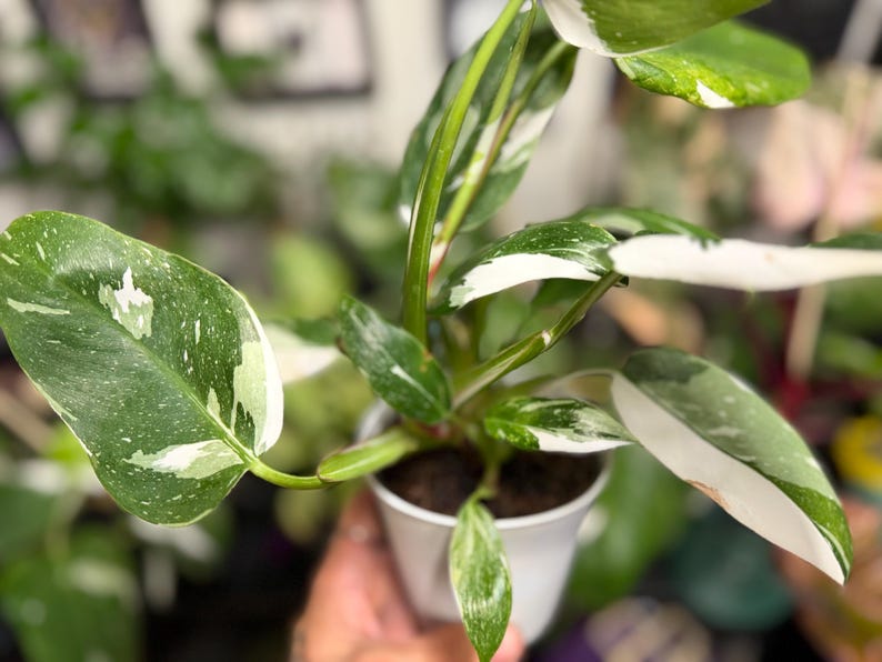 May include: A Philodendron White Wizard plant in a white plastic pot. The plant features elongated, pointed leaves with a variegated pattern of deep green and creamy white splashes. The stems are green with white streaks, supporting the foliage.