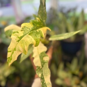 K&ouml;nnte beinhalten: Eine panaschierte Philodendron-Pflanze mit l&auml;nglichen, wellenf&ouml;rmigen Bl&auml;ttern, die ein ausgepr&auml;gtes Muster aus cremegelben und dunkelgr&uuml;nen Spritzern aufweisen. Das Blattwerk zeigt eine marmorierte Optik mit unregelm&auml;&szlig;igen Farbflecken.