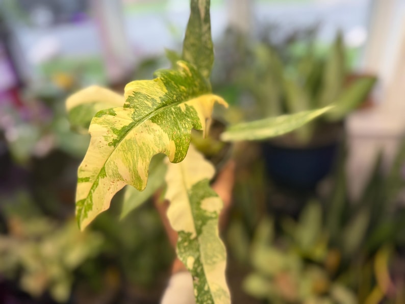 K&ouml;nnte beinhalten: Eine panaschierte Philodendron-Pflanze mit l&auml;nglichen, wellenf&ouml;rmigen Bl&auml;ttern, die ein ausgepr&auml;gtes Muster aus cremegelben und dunkelgr&uuml;nen Spritzern aufweisen. Das Blattwerk zeigt eine marmorierte Optik mit unregelm&auml;&szlig;igen Farbflecken.