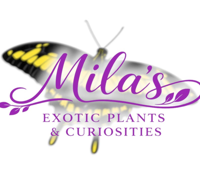 May include: The logo for "Mila's Exotic Plants & Curiosities" features a purple butterfly with yellow and black detailing. The business name is in purple script, with the tagline below in purple sans-serif font.