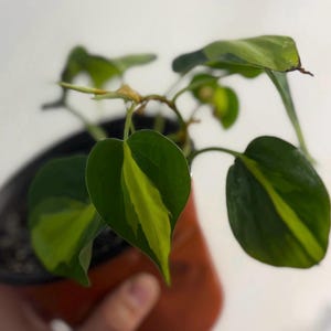 May include: A Philodendron Brasil plant in a dark brown plastic pot. The heart-shaped leaves feature a distinct variegated pattern with deep green outer edges and a bright lime green stripe running down the center of each leaf blade.