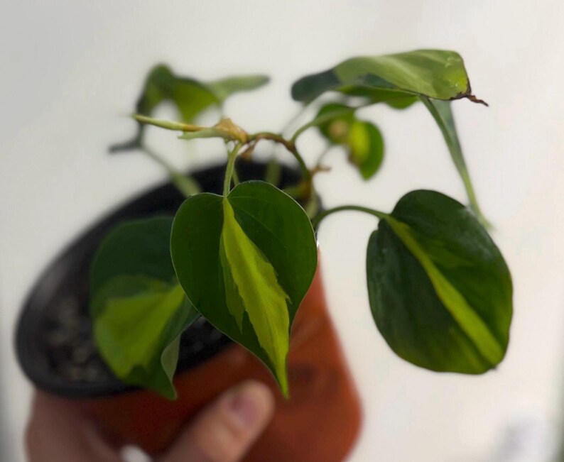 May include: A Philodendron Brasil plant in a dark brown plastic pot. The heart-shaped leaves feature a distinct variegated pattern with deep green outer edges and a bright lime green stripe running down the center of each leaf blade.