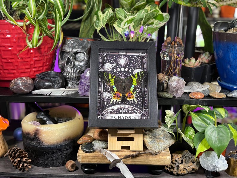 Madagascan Sunset Moth “Chaos” Dorsal Framed Specimen Art | Chrysiridia rhipheus Gothic Rainbow Decor image 3
