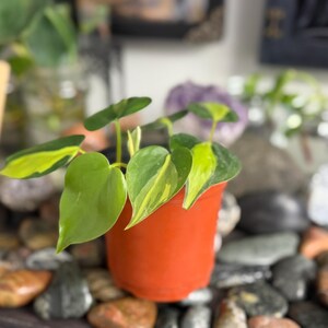 May include: A Philodendron Brasil plant with heart-shaped leaves featuring variegated patterns of dark green and bright lime yellow. The plant is potted in a simple, solid orange plastic container with a smooth, rounded rim and a cylindrical base.