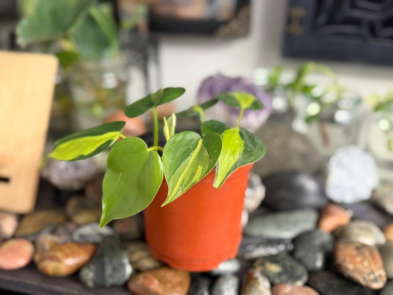 May include: A Philodendron Brasil plant with heart-shaped leaves featuring variegated patterns of dark green and bright lime yellow. The plant is potted in a simple, solid orange plastic container with a smooth, rounded rim and a cylindrical base.