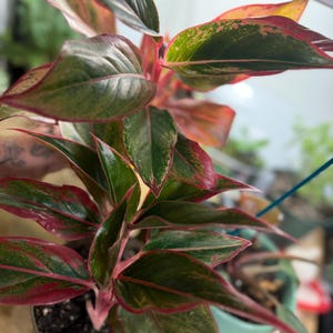 May include: An Aglaonema plant featuring lance-shaped leaves with a variegated pattern of deep green centers, bright pink veins, and mottled pink and light green edges. The plant is potted in a dark container filled with dark potting soil.