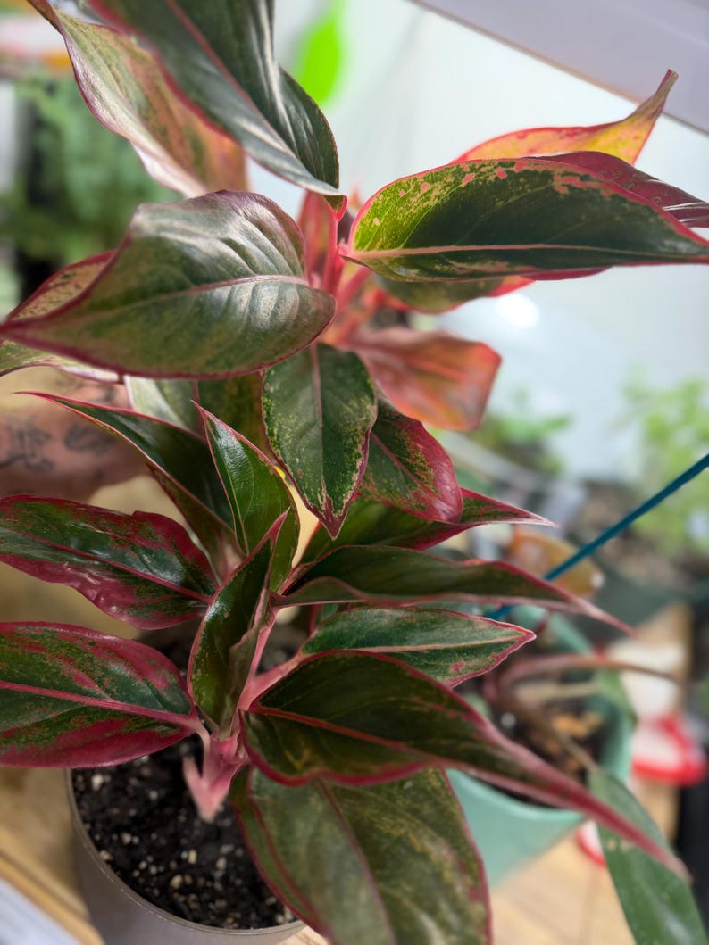 May include: An Aglaonema plant featuring lance-shaped leaves with a variegated pattern of deep green centers, bright pink veins, and mottled pink and light green edges. The plant is potted in a dark container filled with dark potting soil.