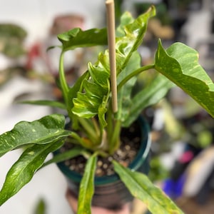 K&ouml;nnte beinhalten: Eine Philodendron Ring of Fire Pflanze mit panaschierten, gr&uuml;nen und gelben, gezackten Bl&auml;ttern, gest&uuml;tzt durch einen zentralen Holzstab und eingetopft in einen dunkel-t&uuml;rkisfarbenen Keramiktopf mit dunkler Erde und Perlit.