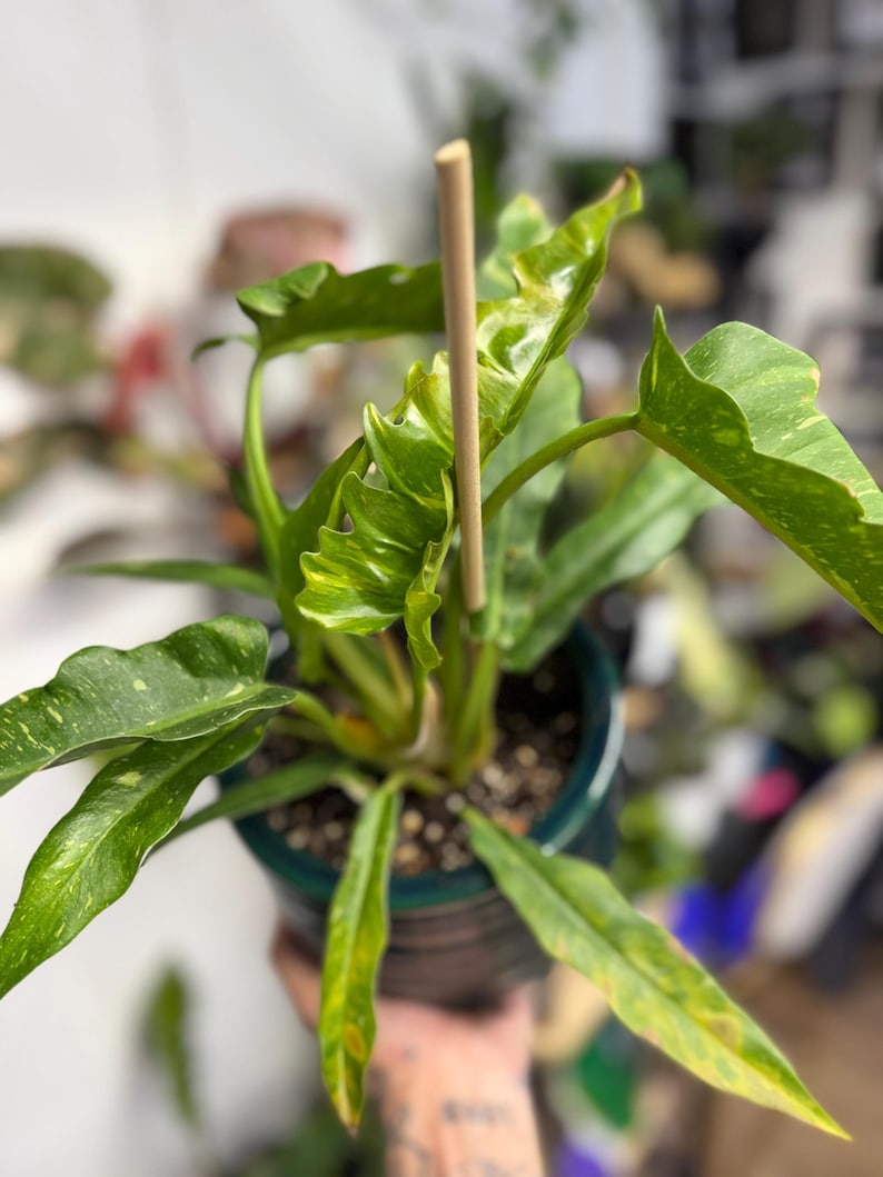 K&ouml;nnte beinhalten: Eine Philodendron Ring of Fire Pflanze mit panaschierten, gr&uuml;nen und gelben, gezackten Bl&auml;ttern, gest&uuml;tzt durch einen zentralen Holzstab und eingetopft in einen dunkel-t&uuml;rkisfarbenen Keramiktopf mit dunkler Erde und Perlit.