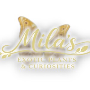 May include: A logo featuring a butterfly design with the name "Mila's" in elegant script. Below the name, the text reads "EXOTIC PLANTS & CURIOSITIES" in a serif font. The logo is in shades of gold and brown.